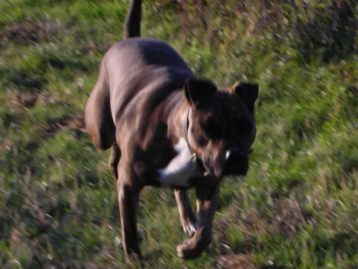 Amerikansk staffordshire terrier Molly billede 7