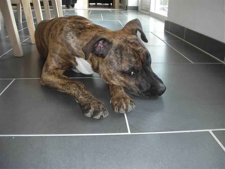 Amerikansk staffordshire terrier Molly billede 8