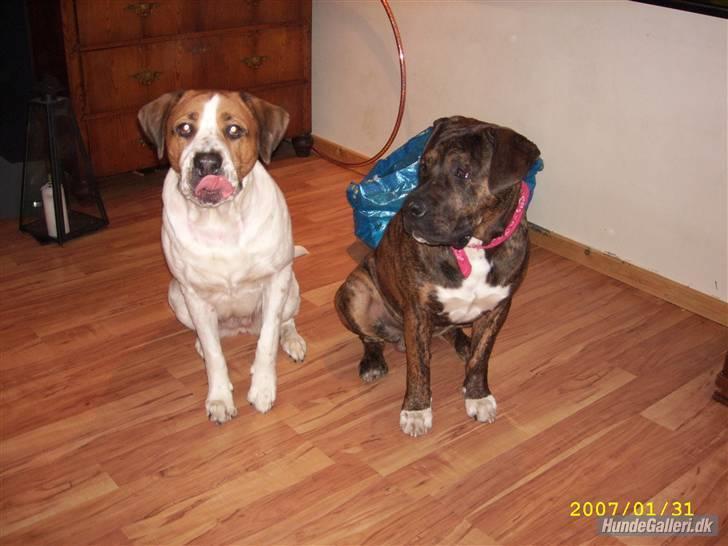 Blanding af racer Balder - Se hvor jeg ligner min mor. billede 13