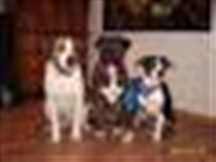 Blanding af racer Balder - Balder på besøg hos mor og søster Tasja billede 14