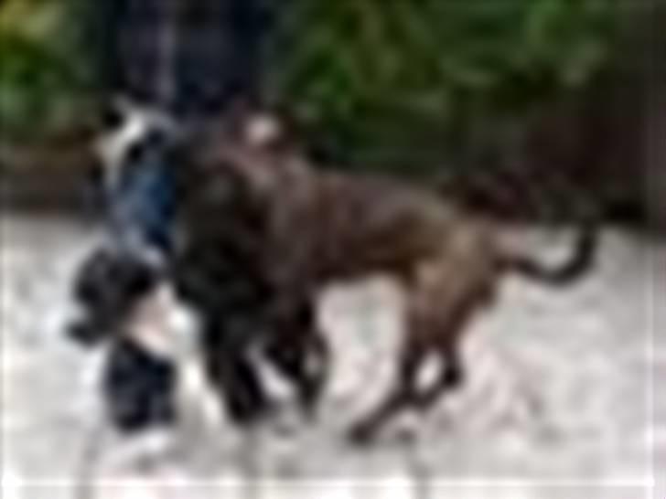 Blanding af racer Balder - Uh søster Shiva gør alt for at slippe væk fra Balder:-) billede 15