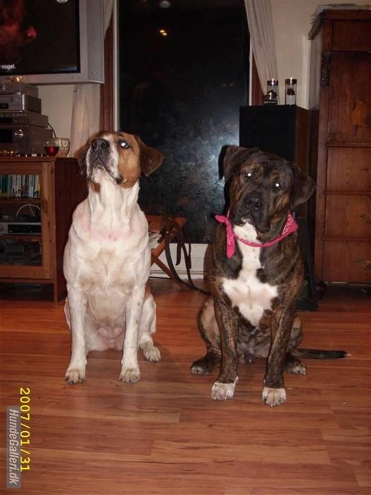 Blanding af racer Balder - Mig mor mor igen billede 16