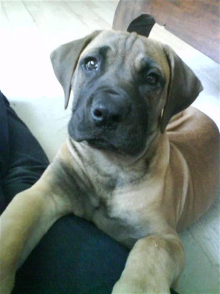 Boerboel Boelsplaas Nala - Nala 11 uger billede 10