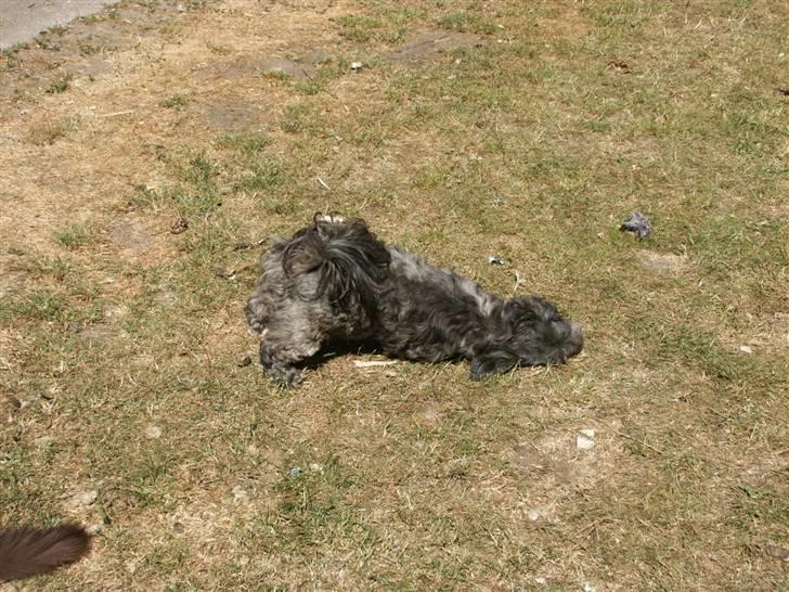 Lhasa apso Freja (tullermus) billede 5