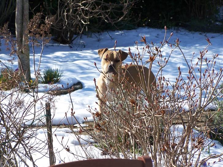 Amerikansk staffordshire terrier Bella billede 1