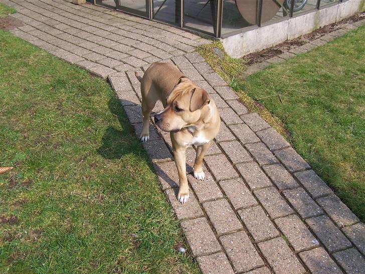 Amerikansk staffordshire terrier Bella billede 2