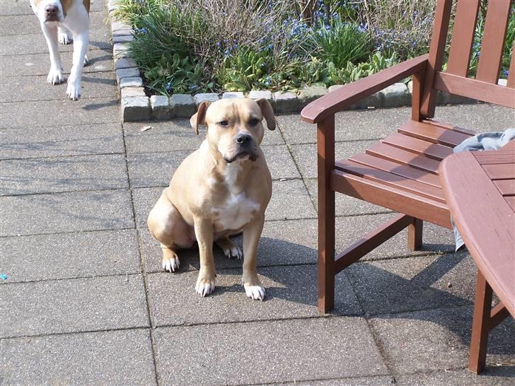 Amerikansk staffordshire terrier Bella billede 3