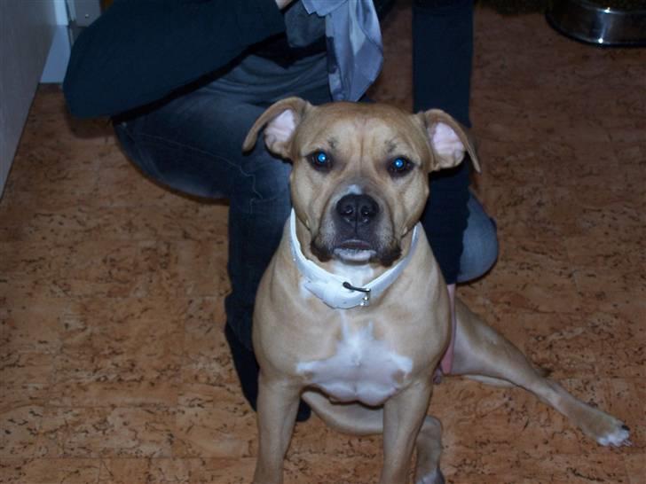 Amerikansk staffordshire terrier Bella billede 4