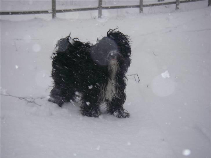 Tibetansk terrier Fie billede 18