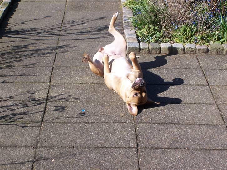 Amerikansk staffordshire terrier Bella billede 5