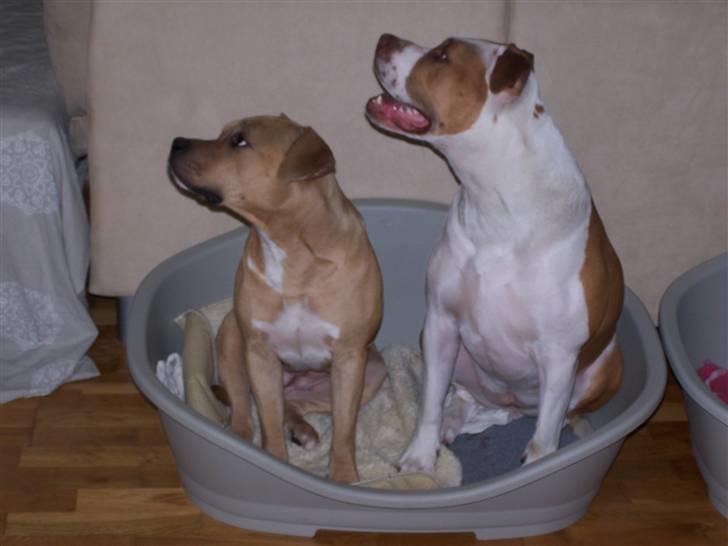 Amerikansk staffordshire terrier Bella - Sidder lige i kurven sammen med min søster, mon ikke der kommer en godbid når vi sidder så pænt..? :-) billede 6