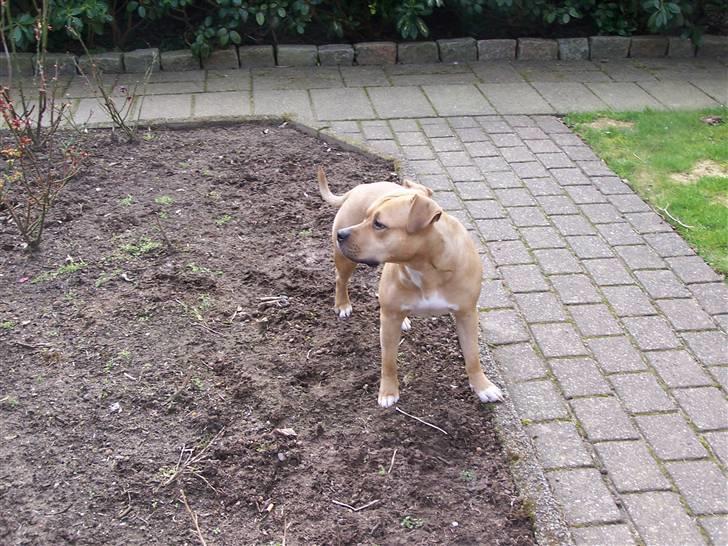 Amerikansk staffordshire terrier Bella billede 7