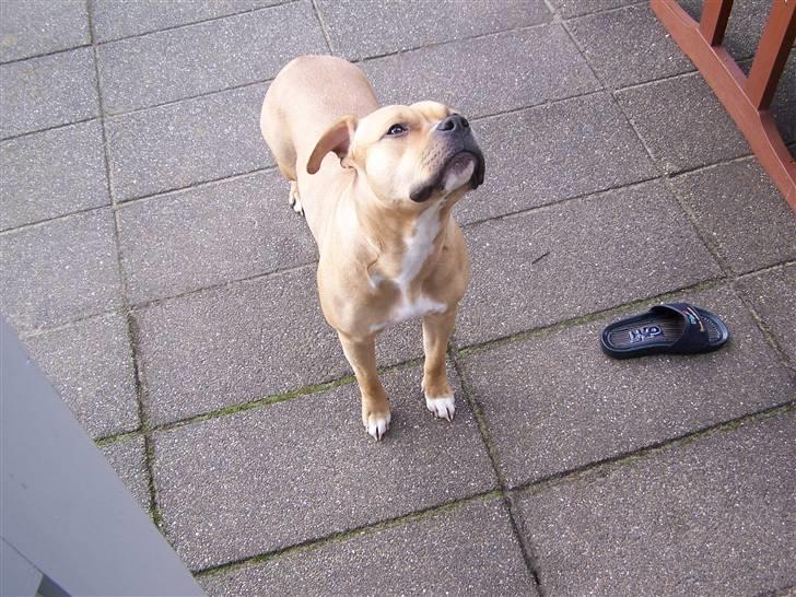 Amerikansk staffordshire terrier Bella billede 8