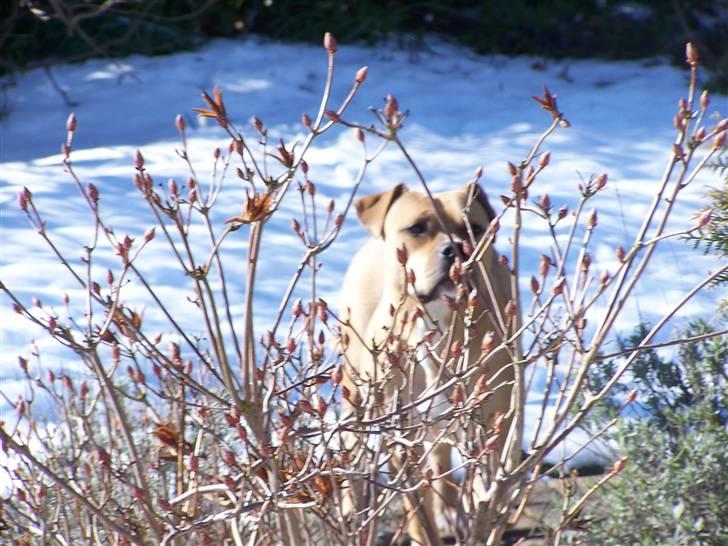 Amerikansk staffordshire terrier Bella billede 9