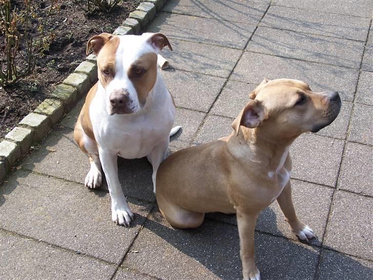 Amerikansk staffordshire terrier Bella billede 10