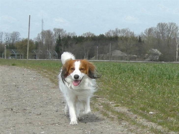 Kooikerhondje Kooijoy Garlic - Hej mor! er jeg ikke bare lækker? billede 14