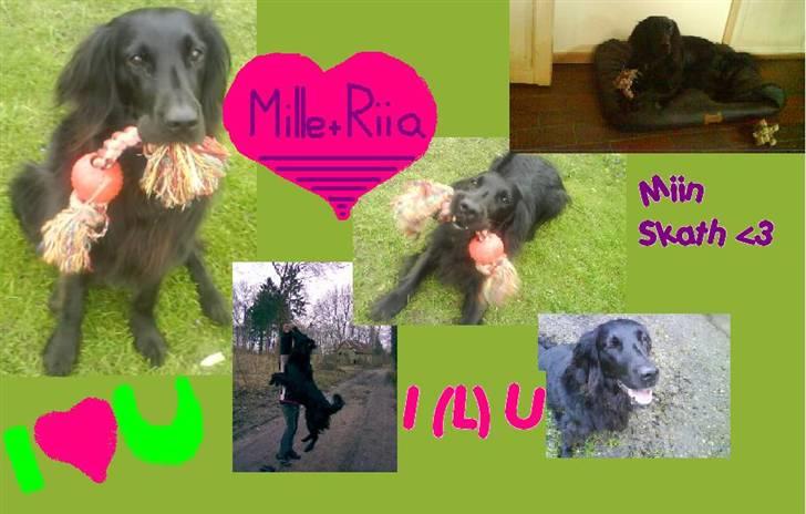 Flat coated retriever Mille - i (L) U miin Skath <3333333333333333333 billede 20