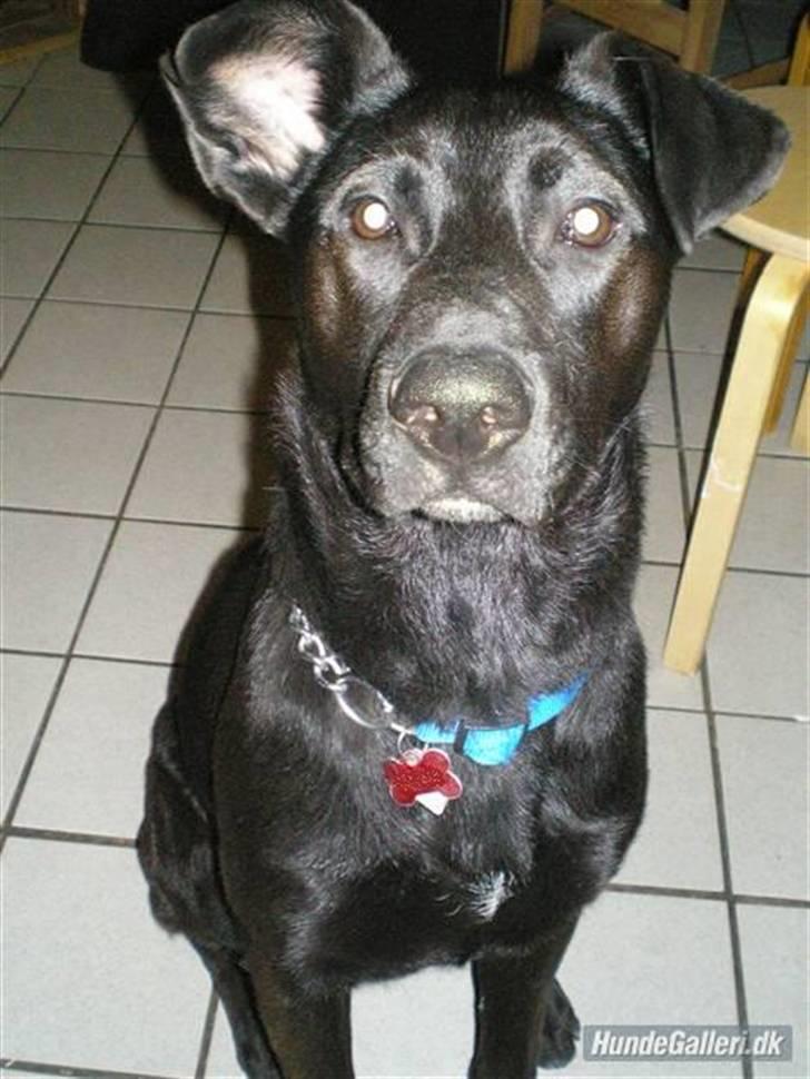 Blanding af racer Gizmo billede 1