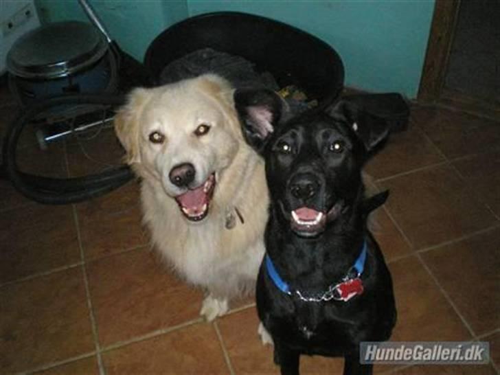 Blanding af racer Gizmo billede 2