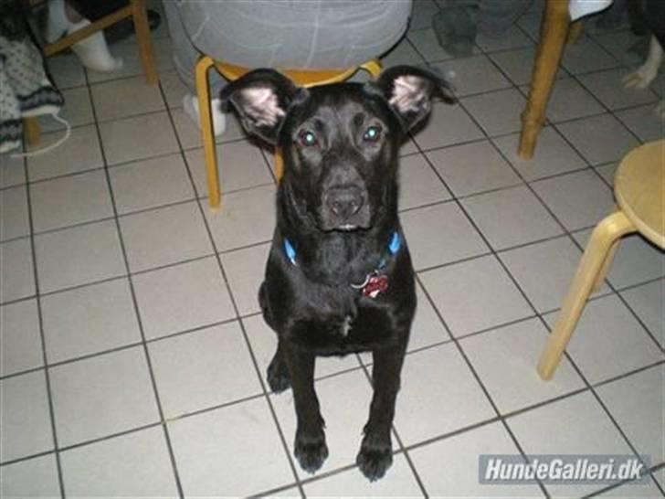 Blanding af racer Gizmo billede 3