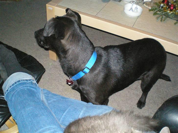 Blanding af racer Gizmo billede 4