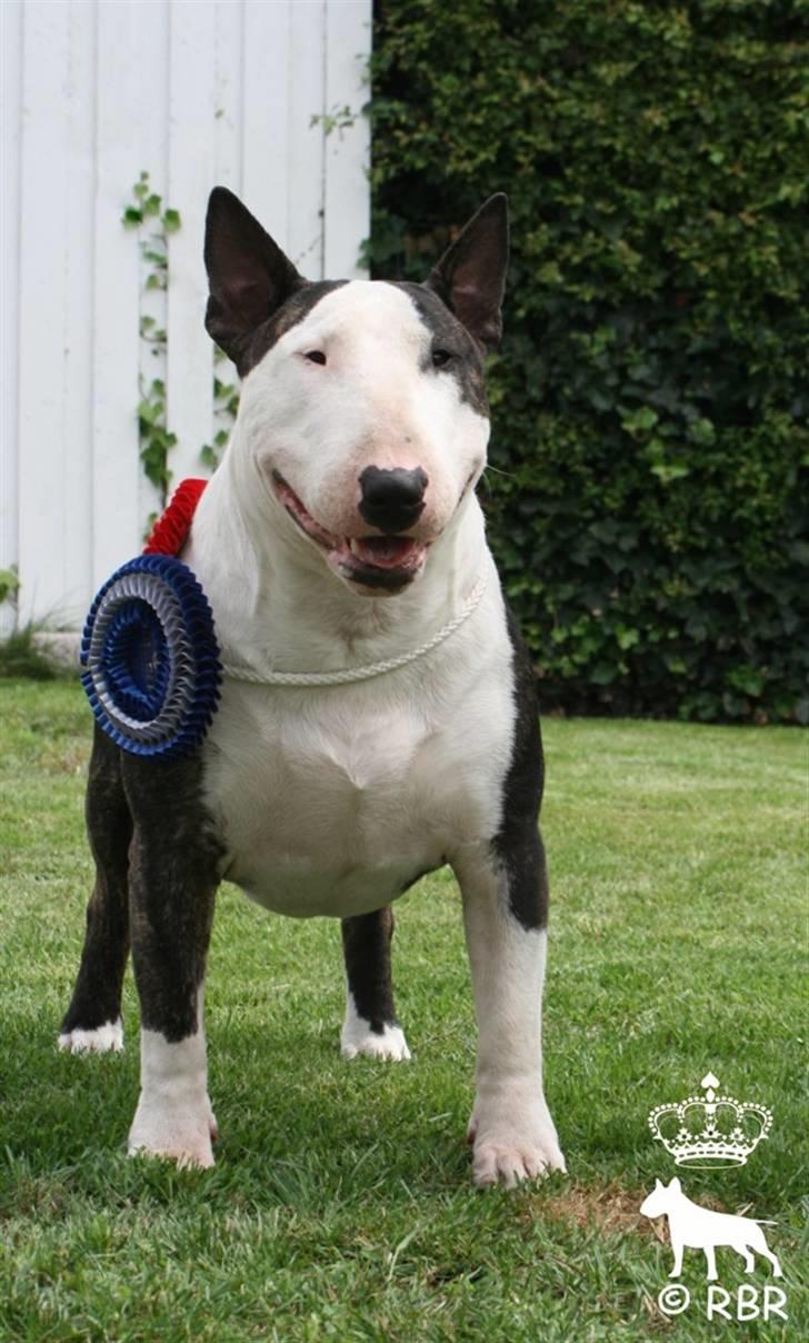 Bullterrier                       LEO - CH Buffalo Bull´s Heartbreaker, BIR i Tyskland d. 2 August 09 billede 1