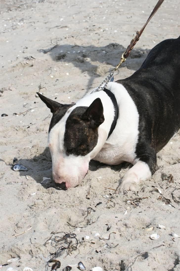 Bullterrier                       LEO - Det er nu dejligt, sådan noget sand. billede 3