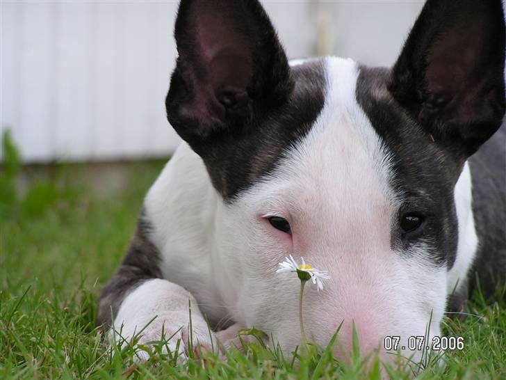 Bullterrier                       LEO - Baby Leo billede 4