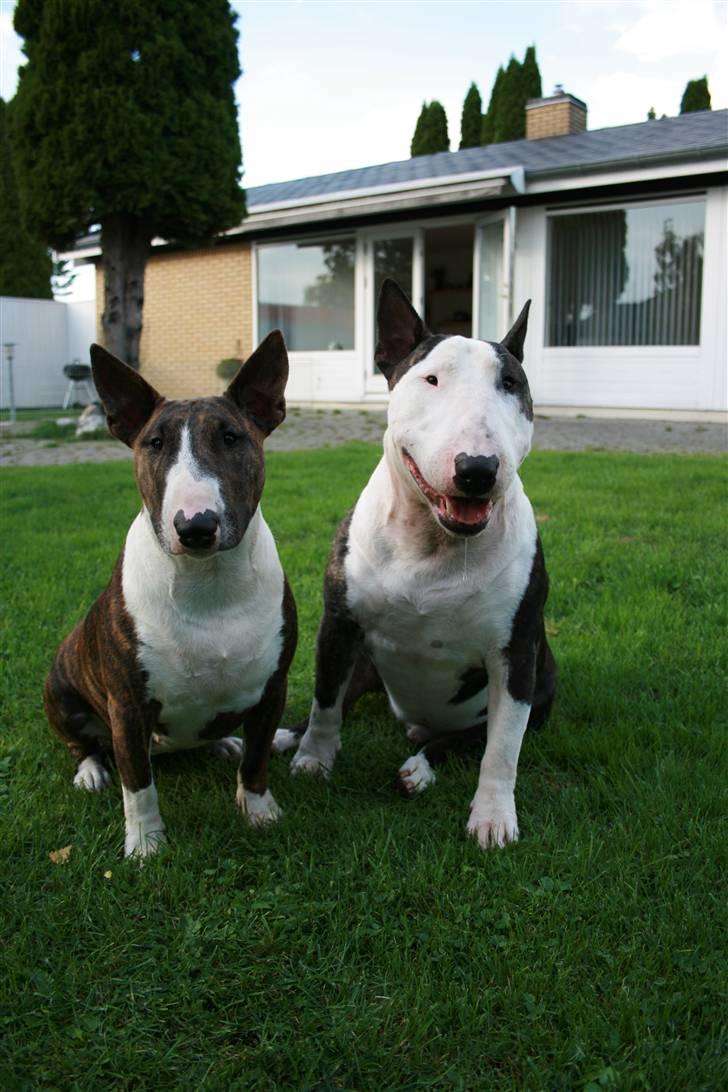 Bullterrier                       LEO - Lady & Leo - efterår ´08. billede 5