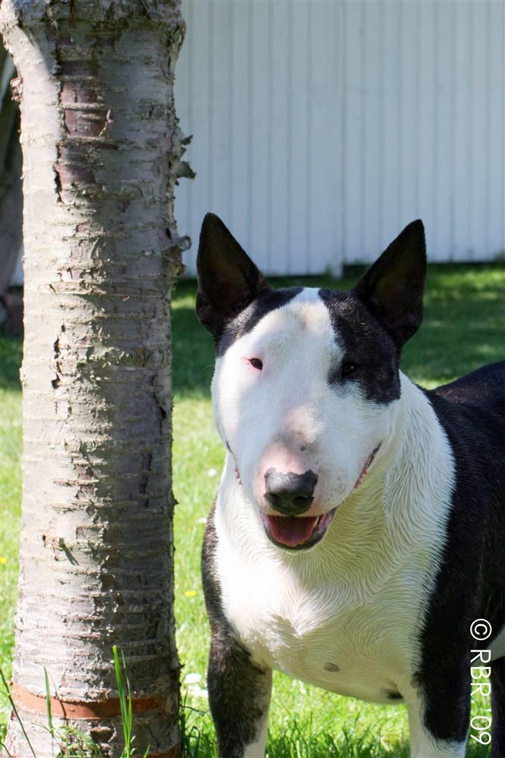 Bullterrier                       LEO - Leo d. 1 juni 09 efter en svømmetur i haven. billede 6