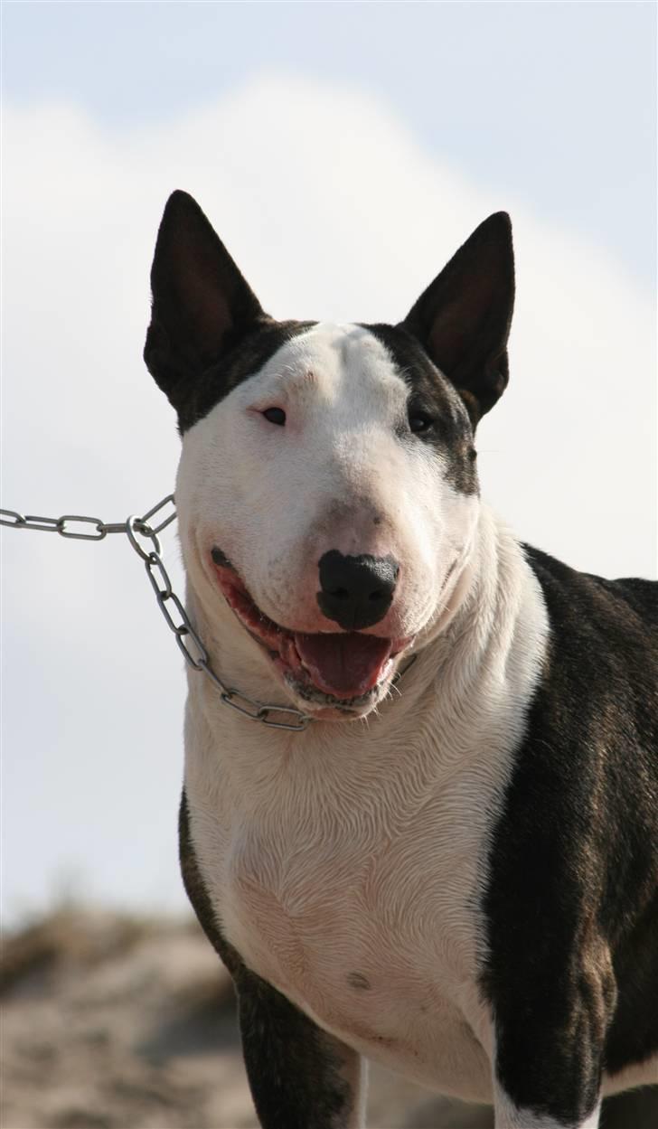 Bullterrier                       LEO - Min dejlige bamse-far. :-) billede 8