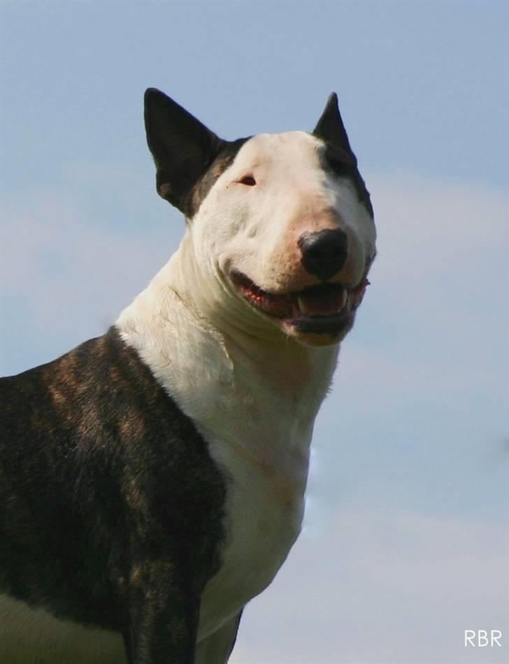 Bullterrier                       LEO - Leo..... Den smukkeste buller dreng! billede 9