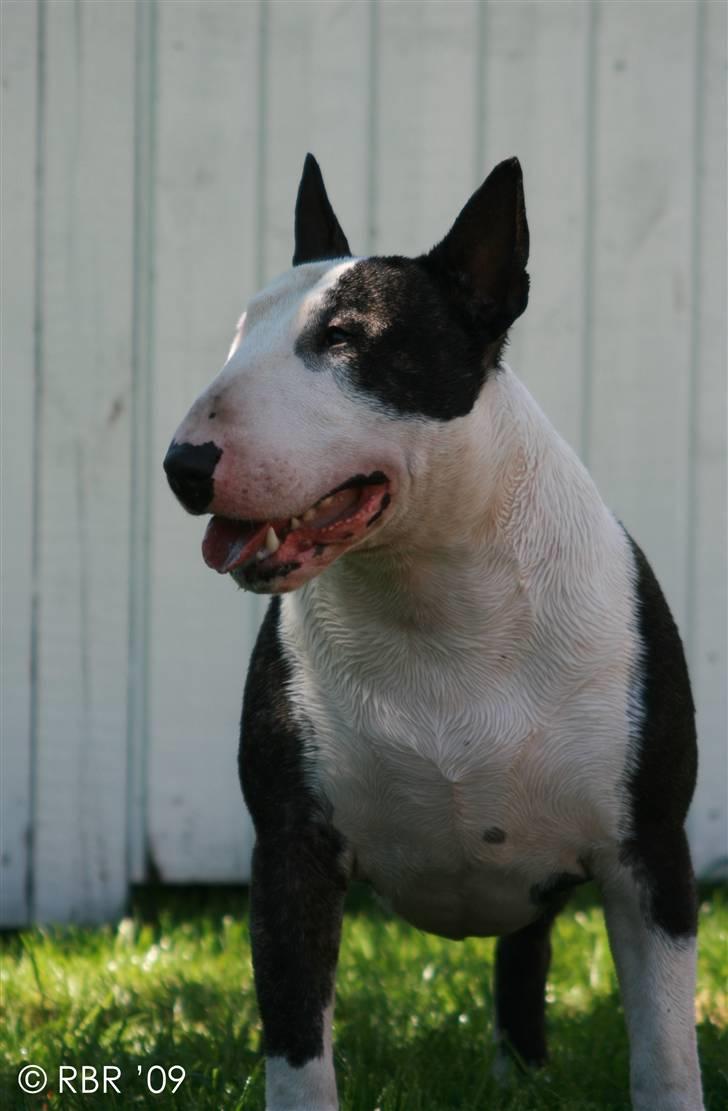 Bullterrier                       LEO - Mr. Juni 2009 billede 10