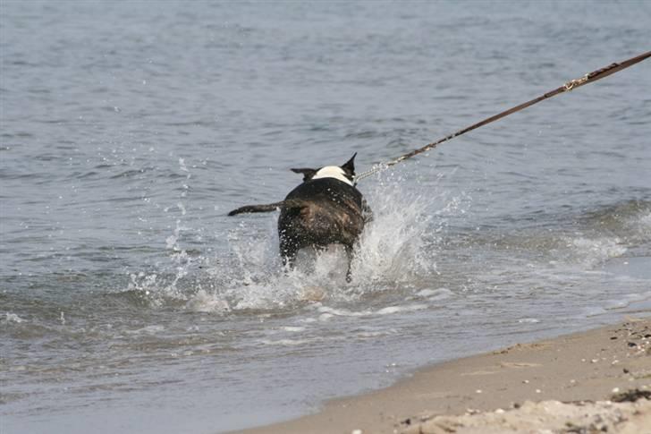 Bullterrier                       LEO - Leo gir den gas som vandscooter! billede 11