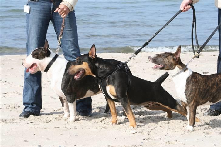 Bullterrier                       LEO - "La Familia" : Leo, Oskar & Lady. billede 12