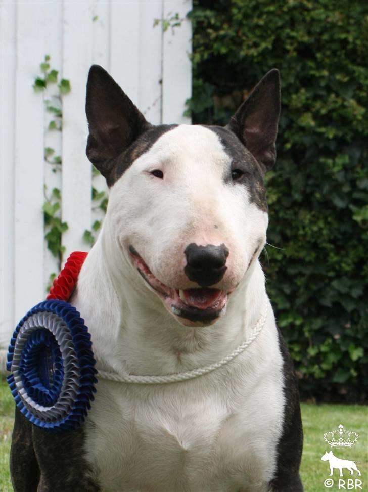 Bullterrier                       LEO - Smukke drengen BIR i Tyskland 2009 billede 13