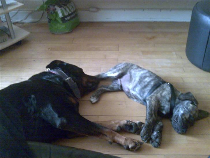 Rottweiler molly - t-bag og molly får sig en lur billede 13