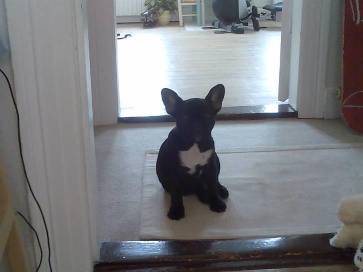 Fransk bulldog Ducal - Jeg er altså lidt træt efter jeg er blevet chippet... billede 12