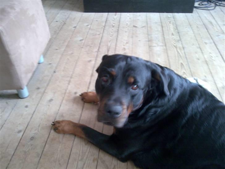 Rottweiler molly billede 14