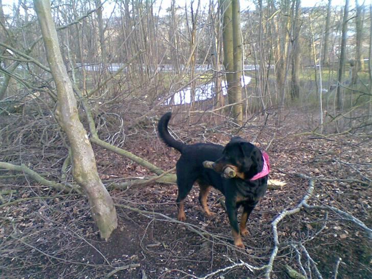 Rottweiler molly billede 15