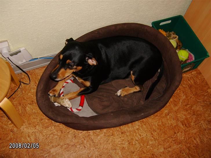 Blanding af racer Bølle - tager lige en lur billede 6