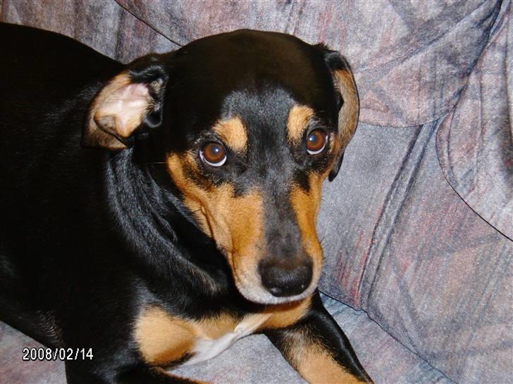 Blanding af racer Bølle - hej <3 billede 7