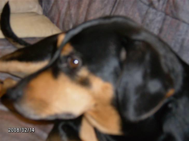 Blanding af racer Bølle - hej hej alle sammen:) billede 8