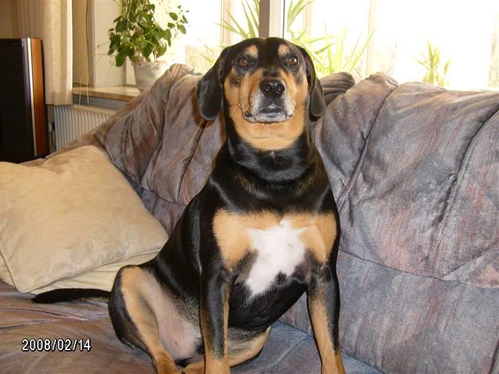 Blanding af racer Bølle - hej alle pige, jeg er single hvis nogle mangle en fyr!... billede 9