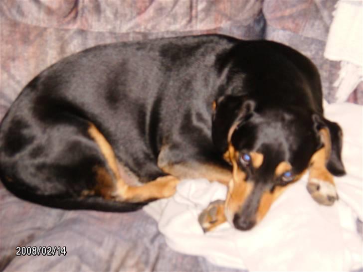 Blanding af racer Bølle - go nat billede 10