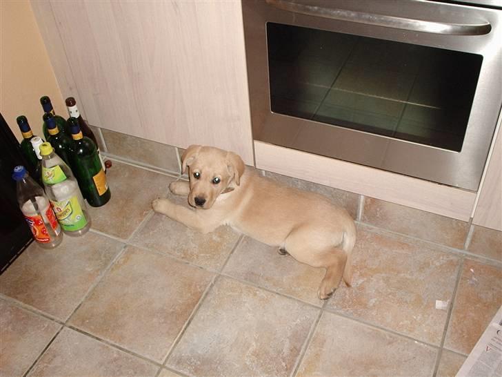 Labrador retriever Thor R.I.P. billede 15