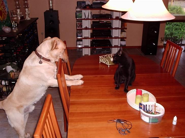 Labrador retriever Thor R.I.P. - Thor og hans elskede Bølle billede 19