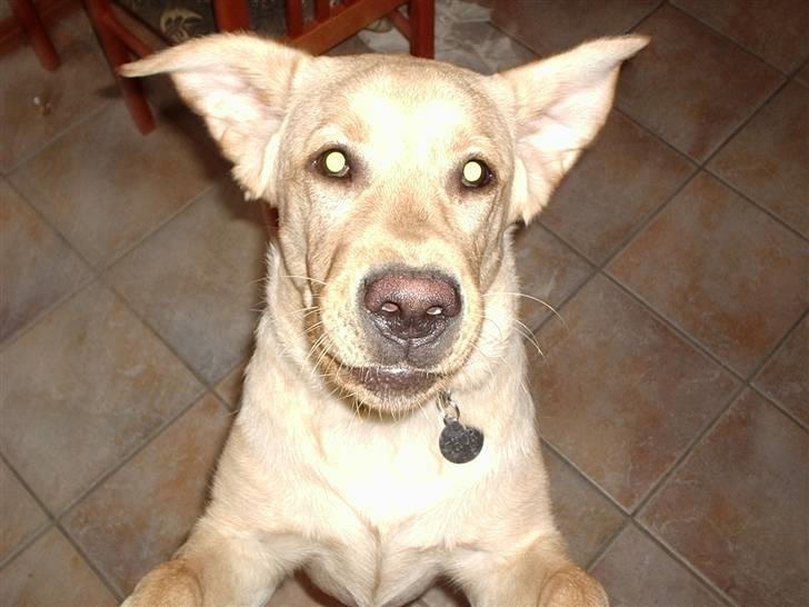 Labrador retriever Thor R.I.P. - Sidde stille du kan tro nej billede 20