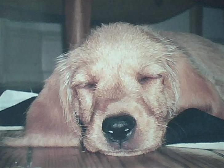 Basset fauve de bretagne Liva - kun 8 uger - sover meget tungt..  billede 7