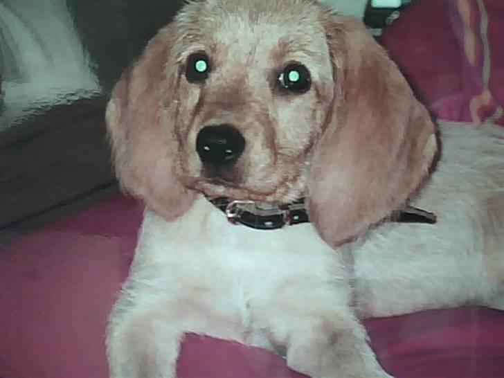 Basset fauve de bretagne Liva - næsten lige ankommet til sit nye hjem-alt er meget interasant, men der er da tid til en lille lur ikk? billede 8